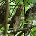 Family of Papuan Frogmoths by Centenary Lakes Saltwater Lakes パプアガマグチヨタカ<br />Canon EOS 7DMK2 + EF300 F2.8L III Family of Papuan Frogmoths by Centenary Lakes Saltwater Lakes パプアガマグチヨタカ<br />Canon EOS 7DMK2 + EF300 F2.8L III